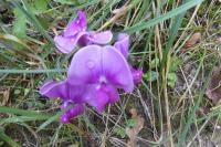 Lathyrus latifolius