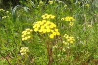 Tanacetum vulgare
