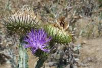 Onopordum acanthium