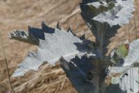 Onopordum acanthium