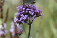 Verbena bonariensis