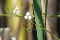 Alisma plantago-aquatica