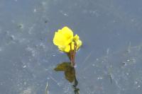 Utricularia neglecta