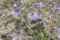 Mentha aquatica