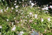 Oenothera lindheimeri