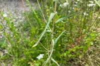 Lactuca saligna