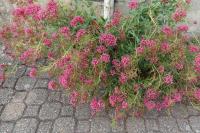 Centranthus ruber