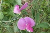 Lathyrus latifolius