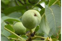 Juglans regia