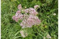 Eupatorium cannabinum