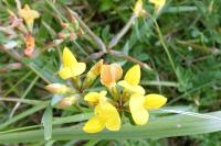 Lotus corniculatus