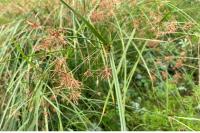 Cyperus longus