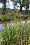 Thalictrum flavum