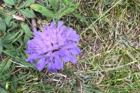 Knautia arvensis