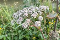 Angelica sylvestris