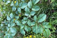 Angelica sylvestris