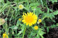Pulicaria dysenterica