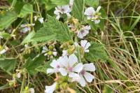 Althaea officinalis