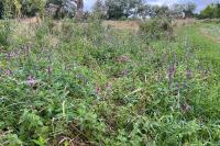 Stachys palustris
