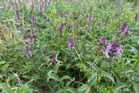 Stachys palustris