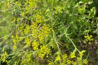 Pastinaca sativa