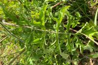 Pastinaca sativa