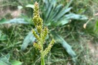 Echinochloa crus-galli