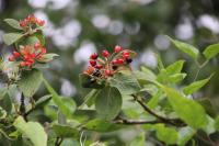 Viburnum lantana