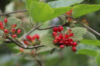 Viburnum lantana