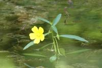 Ludwigia