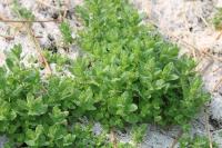 Teucrium scordium