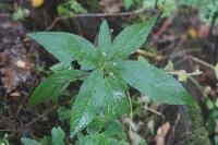 Mercurialis perennis