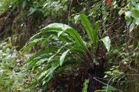 Asplenium scolopendrium