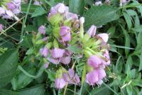Saponaria officinalis