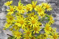 Jacobaea vulgaris