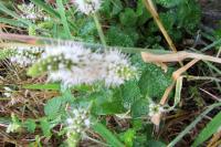 Mentha suaveolens