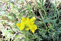 Lotus corniculatus