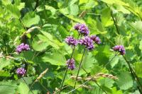 Verbena bonariensis