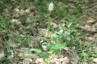 Phyteuma spicatum