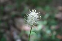 Phyteuma spicatum
