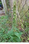 Epipactis helleborine