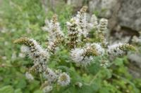 Mentha suaveolens
