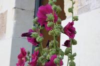 Alcea rosea