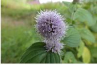 Mentha aquatica