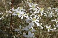 Clematis flammula