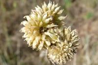 Allium vineale