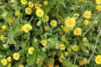 Pulicaria dysenterica