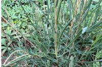 Lactuca saligna