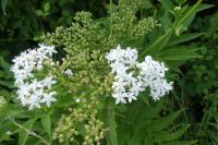 Sambucus ebulus