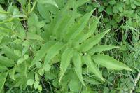 Sambucus ebulus